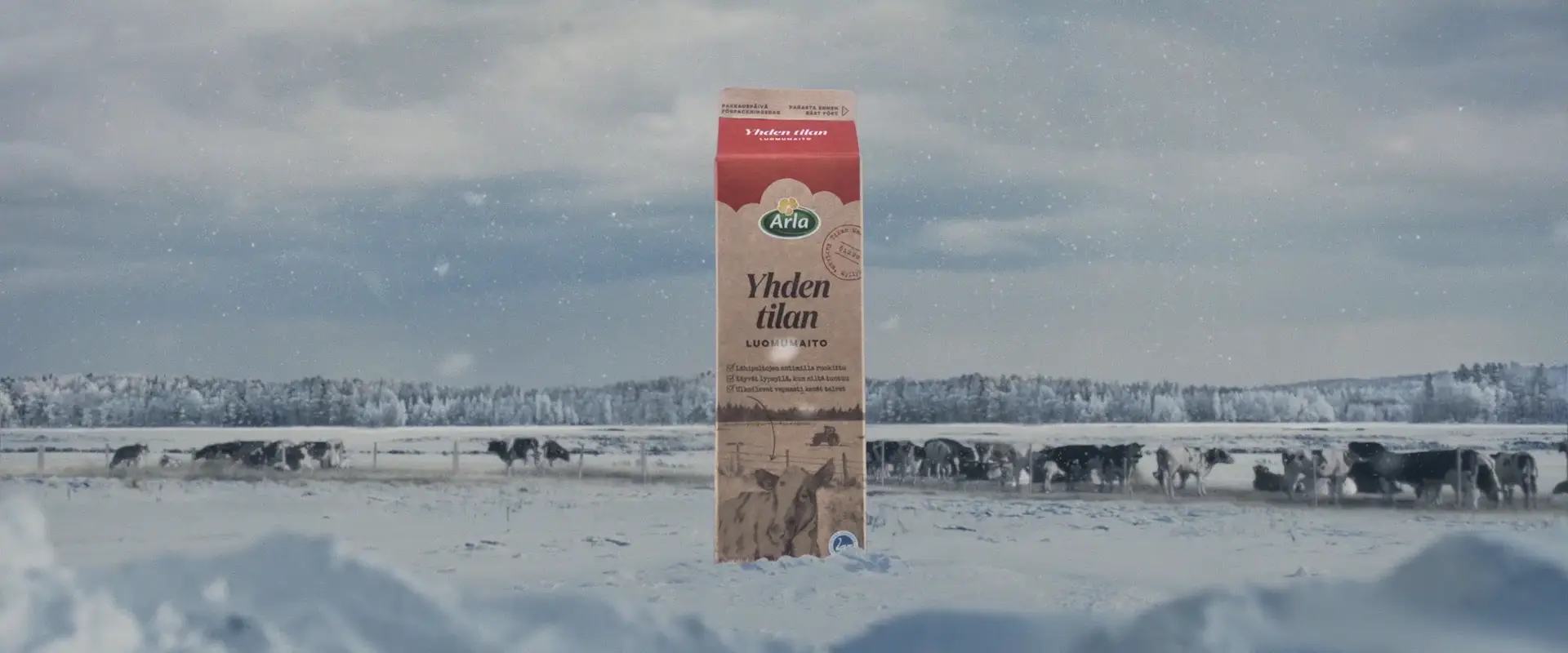 Arla Yhden tilan luomumaitopurkki seisoo lumessa talvipäivänä. Taustalla lehmiä talvisella laitumella, sataa lunta. Looppi.