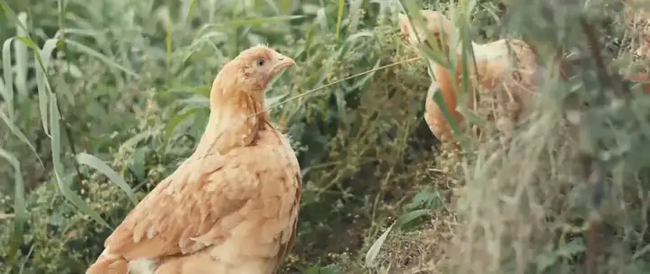 Lähikuva kahdesta kanasta, jotka nokkivat ruohonkortta. Videolooppi.