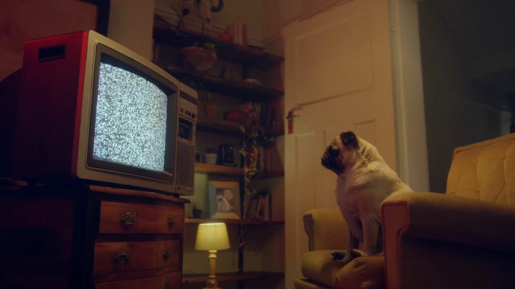 Koira istuu sohvalla ja tuijottaa sumeeta televisiota.